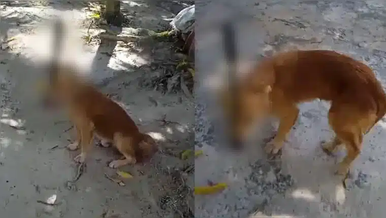 VÍDEO: Cachorro fica com facão preso na cabeça