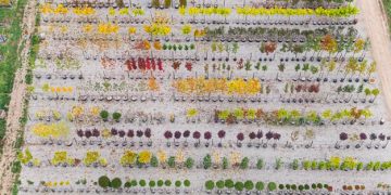 Guia Completo: Horta Comunitária Orgânica e Sustentável em 2025 - Cover Image