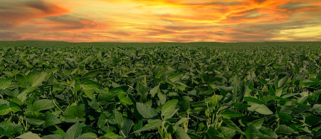 Crescimento do Agronegócio em 3%: Oportunidades e Desafios para Produtores Rurais