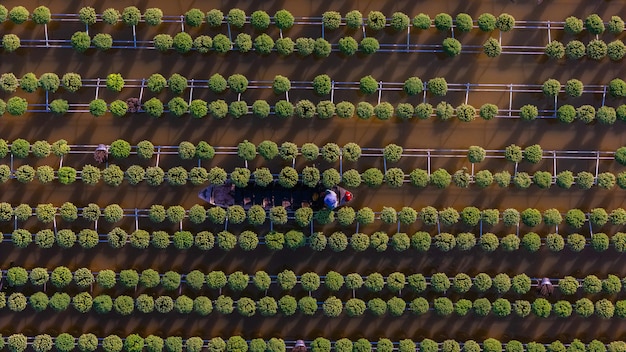 Aerial view of a modern, high-tech greenhouse with rows of vegetables growing hydroponically under controlled conditions, showing advanced sensors and irrigation systems.