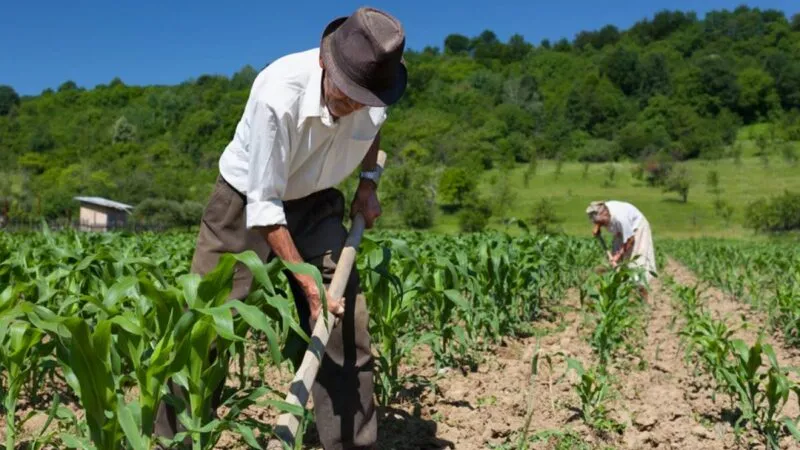 APOSENTADORIA RURAL: Veja o que precisa para receber o benefício