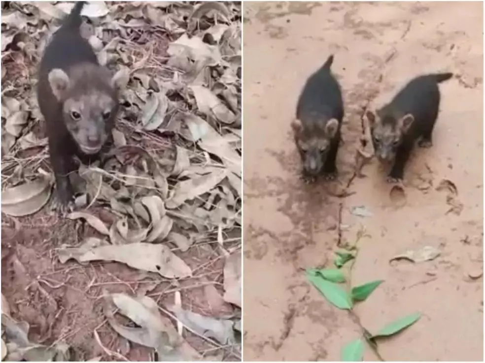 [Vídeo] Cachorro raro e prestes a desaparecer aparece em mata