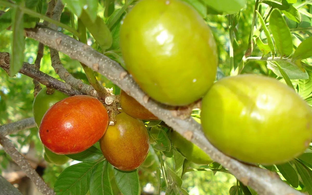 Benefícios da Seriguela: Uma Fruta Tropical que Traz Diversas Vantagens à Saúde